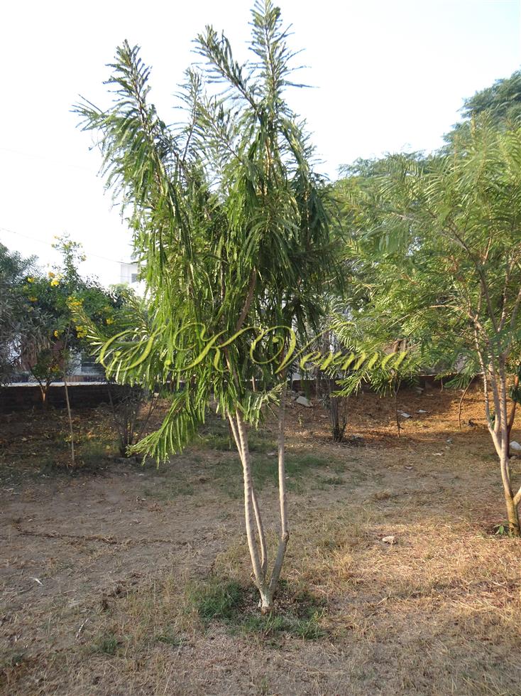  Plant